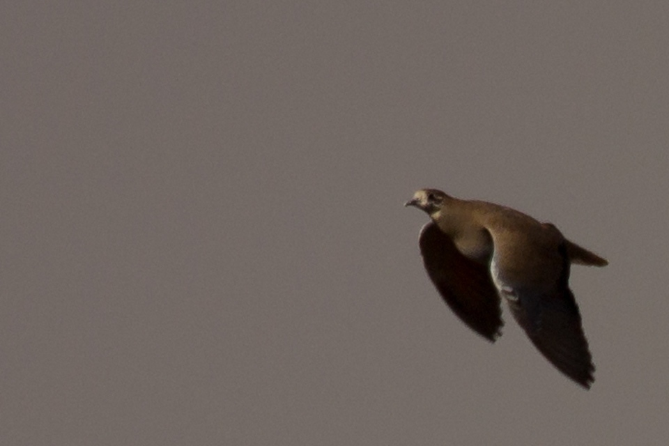 Flock Bronzewing (Phaps histrionica)